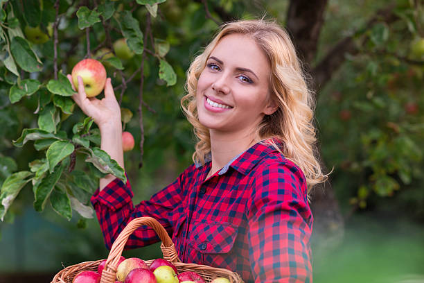 istock Beautiful woman harvesting apples 489835460