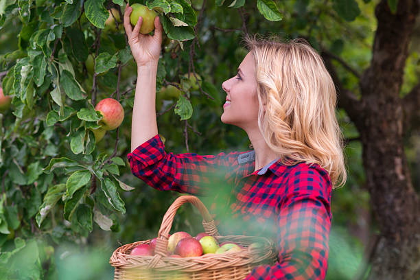 istock Beautiful woman harvesting apples 489835588