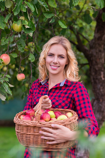 Beautiful young woman in red shirt harvesting apples