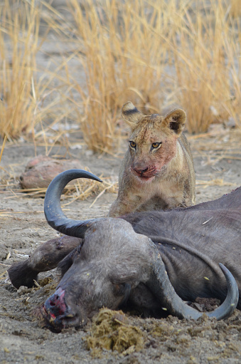 lion cub eating a wildebeest
