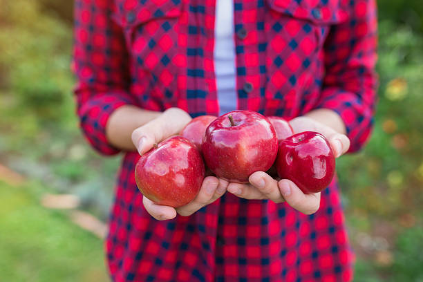 istock Woman harvesting apples 489836072