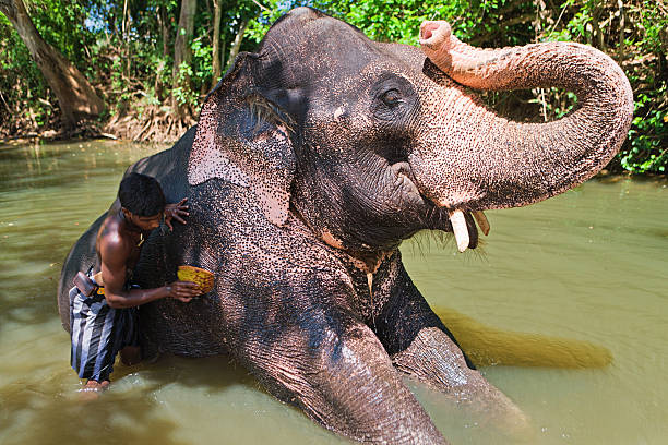 istock Mahout bathing his elephant in the river 489837162
