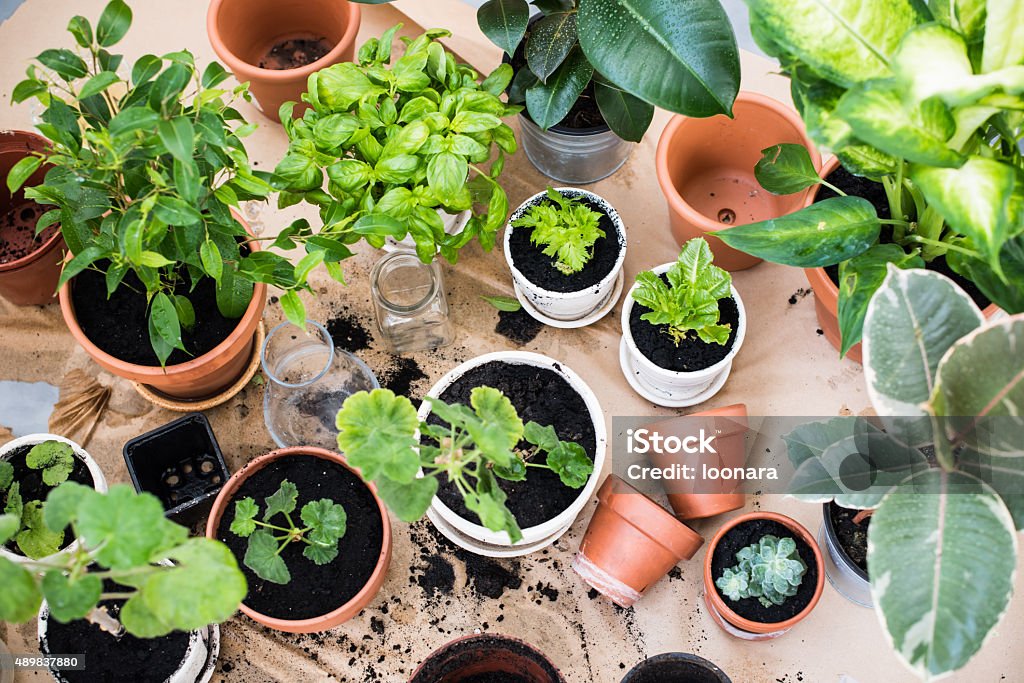 Balkon Garten - Lizenzfrei Pflanzen Stock-Foto