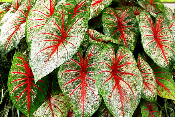 istock Caladium Leaves Hi Res 489837936