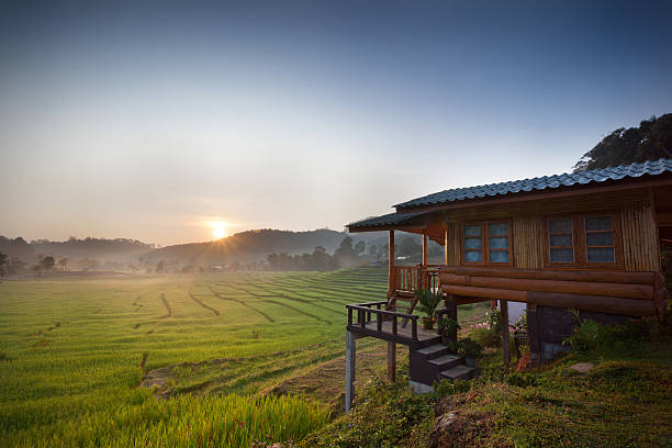 Rice Field stock photo