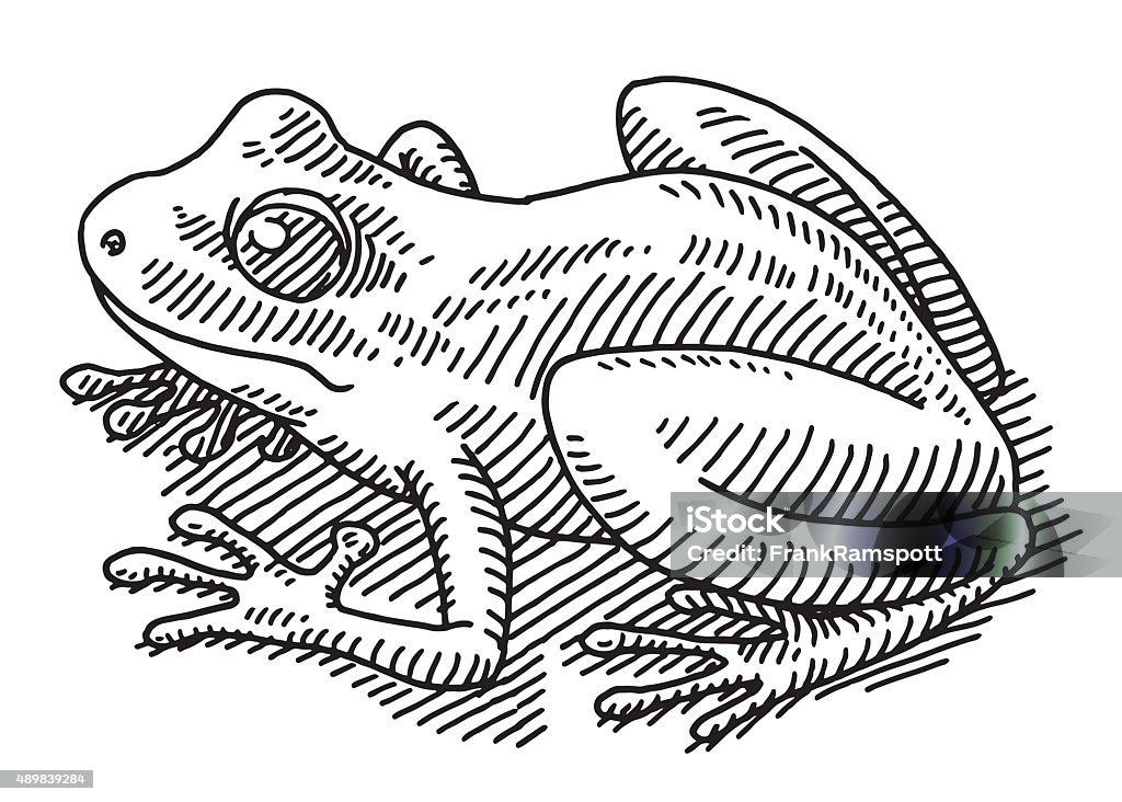 Frog Animal Drawing Hand-drawn vector drawing of a Frog Animal. Black-and-White sketch on a transparent background (.eps-file). Included files are EPS (v10) and Hi-Res JPG. Frog stock vector