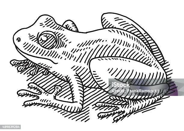 Frog Animal Drawing Stock Illustration - Download Image Now - Frog, Illustration, Drawing - Art Product