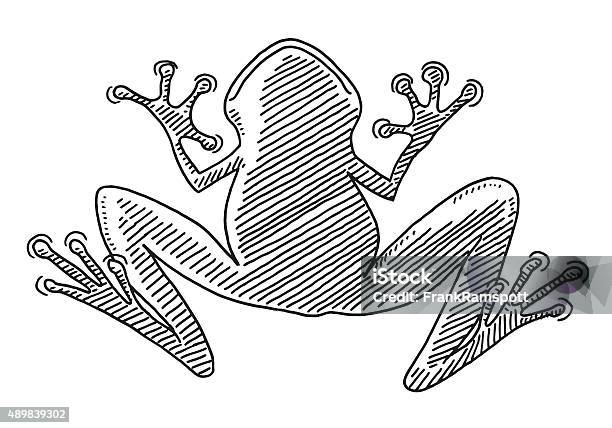 Frog Ventral View Drawing Stock Illustration - Download Image Now - Frog, Sketch, 2015