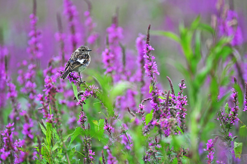 Photo of common stonechat standing on a purple flower
