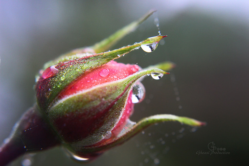 Makroshot of a flower and raindrop and spiderweb surrounding it.