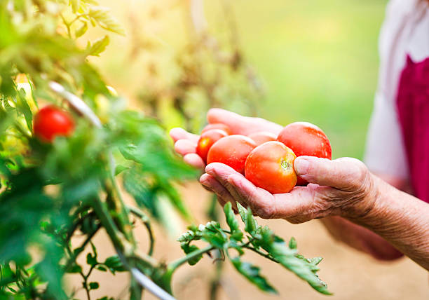 istock Senior woman in her garden 489840280