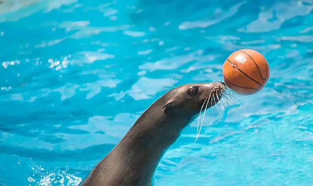 sealion playing the ball in ocean park