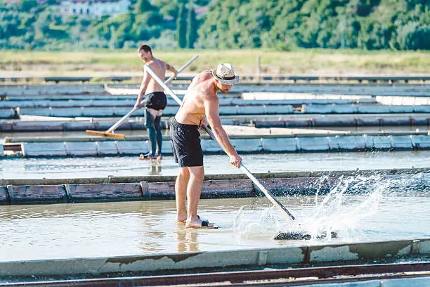 Two men working at salt pans with special equipment for harvesting salt. Shot on a sunny summer day in Slovenia, on Mediterranean sea.