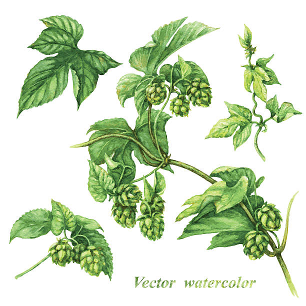 Branch of hops Watercolor image of hops branch fragments isolated on white. hops crop illustrations stock illustrations