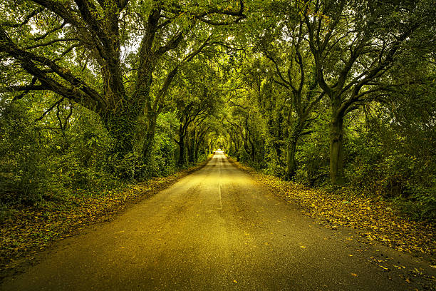 istock Autumn or fall, tree straight road on sunset. Maremma, Tuscany, 489842968