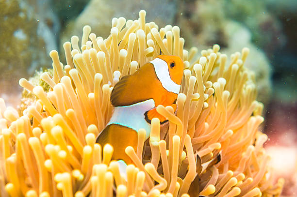 istock Nemo fish in front of their anemone home. 489843442
