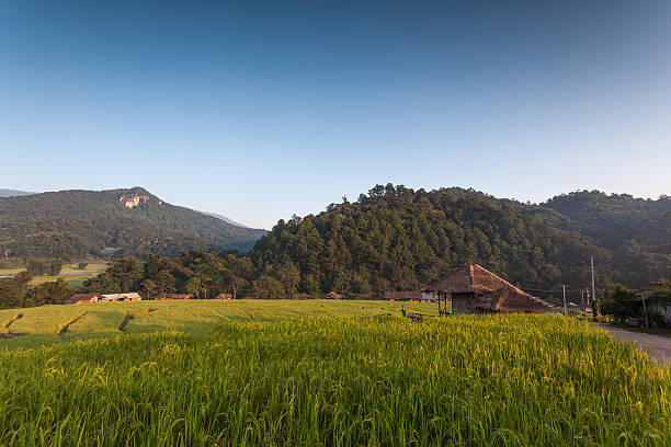 Rice Field stock photo