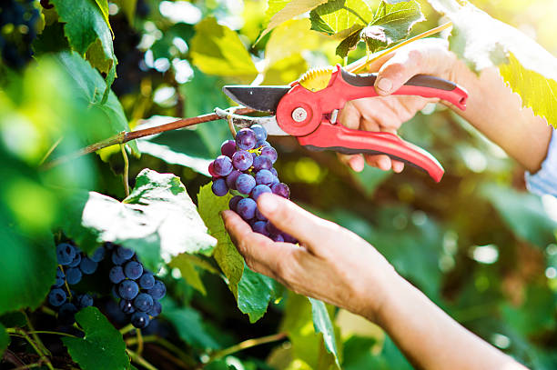 istock Woman harvesting grapes 489844492
