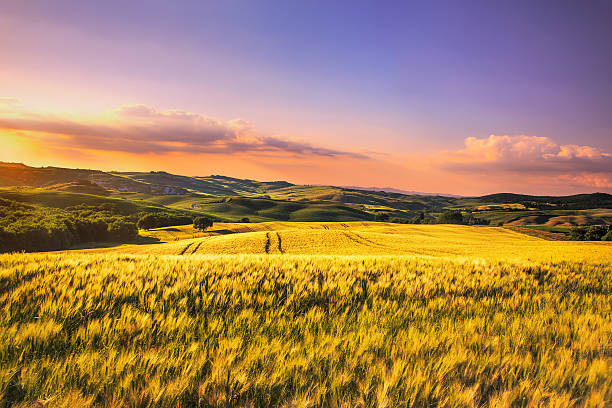 istock Tuscany spring, rolling hills,  wheat on sunset. Siena rural l 489844508