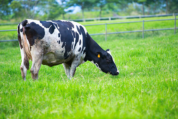 istock Cow eating grass in farm land 489845920
