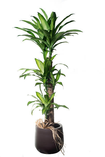 istock Dracaena fragans Massageana isolated 489846368