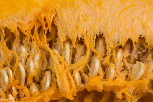 section of pumpkin seeds closeup