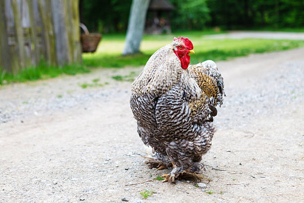 Cochin chicken Cochin chicken bantam stock pictures, royalty-free photos & images
