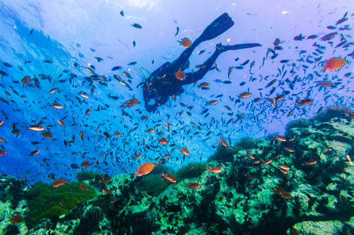 Scuba Diver on coral reef in clear blue water, Diving at South West Pinnacle on Koh Tao, Thailand