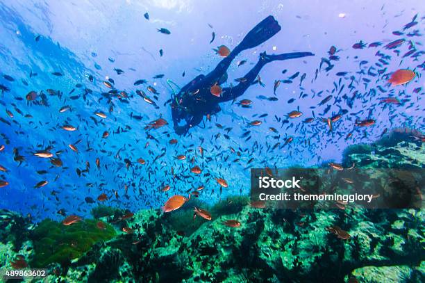 Scuba Diver On Coral Reef In Clear Blue Water Stock Photo - Download Image Now - Koh Tao - Thailand, Thailand, Marsa Alam