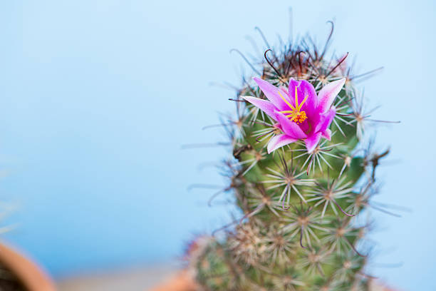 Closed up Cactus With Pink Flower