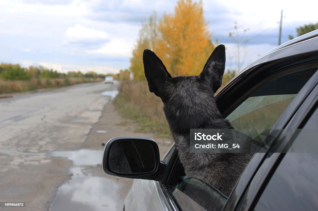 Grey shepherd vista do carro - Foto de stock de 2015 royalty-free