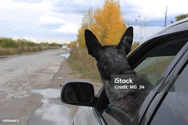 Foto de Grey Shepherd Vista Do Carro e mais fotos de stock de 2015 - 2015, Animal, Animal de estimação