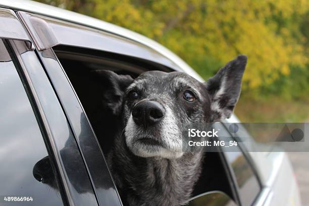 Foto de Grey Shepherd Vista Do Carro e mais fotos de stock de 2015 - 2015, Animal, Animal de estimação