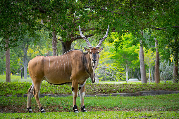 Giant Eland Beautiful Giant Eland giant eland stock pictures, royalty-free photos & images