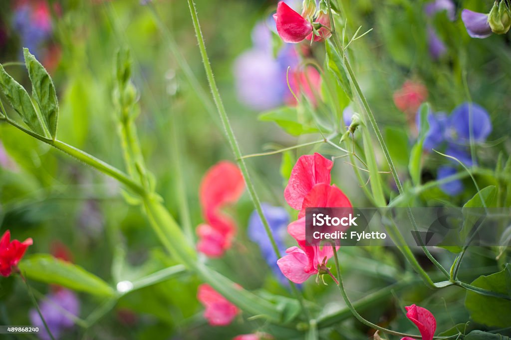 Sweet pea Sweet pea (Lathyrus odoratus) blooming in the garden. 2015 Stock Photo