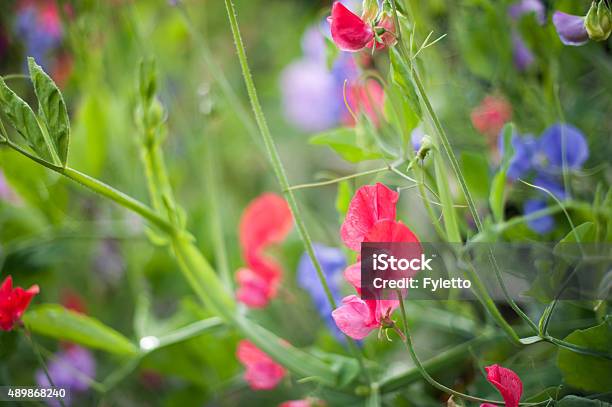 Sweet Pea Stock Photo - Download Image Now - 2015, Blossom, Colors