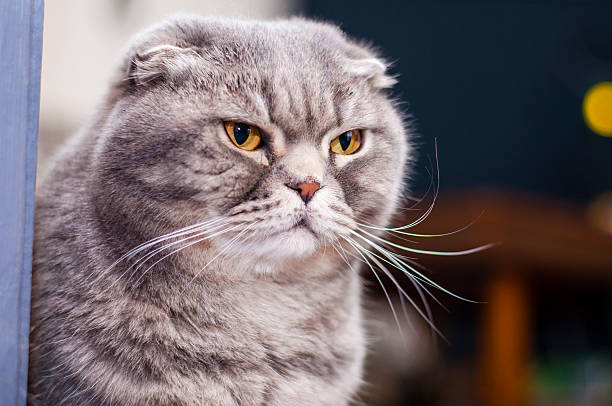 istock Adult Scottish Fold male cat portrait 489868356