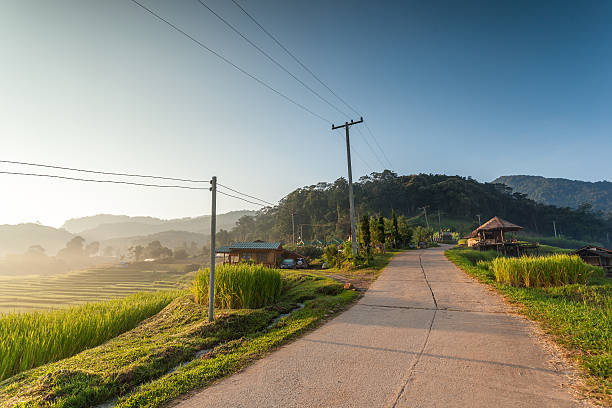 Rice Field stock photo