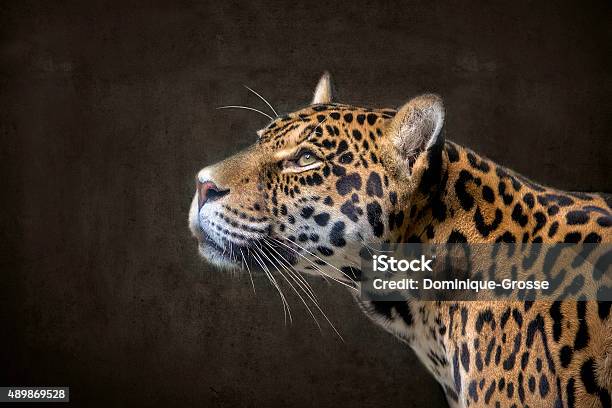 Jaguar 2 Stock Photo - Download Image Now - Jaguar - Cat, Black Color, 2015