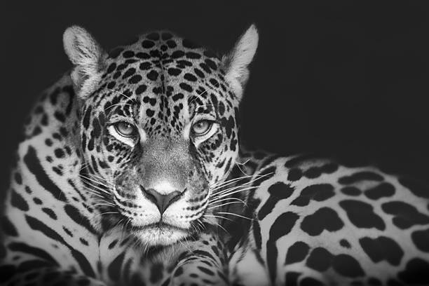 Jaguar 1 Jaguar Portrait black and white animal lips photos stock pictures, royalty-free photos & images