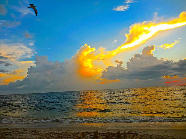istock Tropical sunset with bird in sky.... 489869910