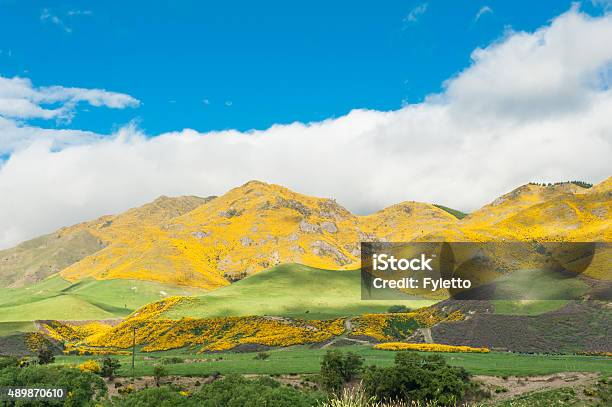 Foto de Montanhas Da Nova Zelândia e mais fotos de stock de 2015 - 2015, Amarelo, Arbusto