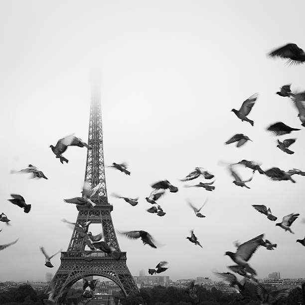 Birds fly in front of the Eiffel Tower Birds fly in front of the Eiffel Tower on a foggy, misty day in Paris, France pigeon photos stock pictures, royalty-free photos & images