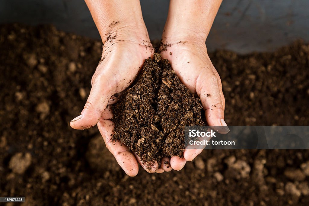 close up hand holding soil peat moss Compost Stock Photo