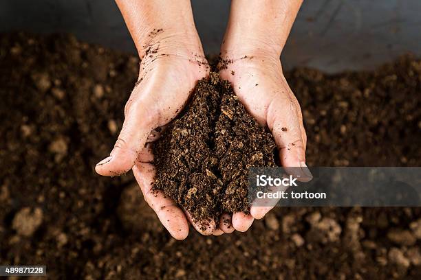 Close Up Hand Holding Soil Peat Moss Stock Photo - Download Image Now - Dirt, Compost, Peat