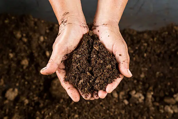 Photo of close up hand holding soil peat moss