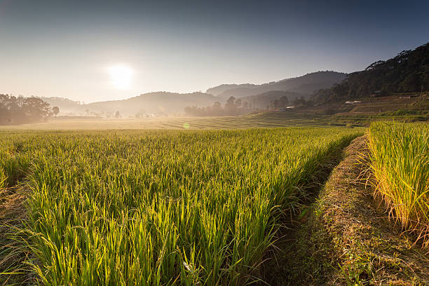 Rice Field stock photo