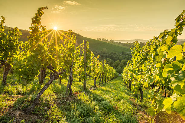 lever du soleil avec rayons dans un vignoble - vineyard photos et images de collection