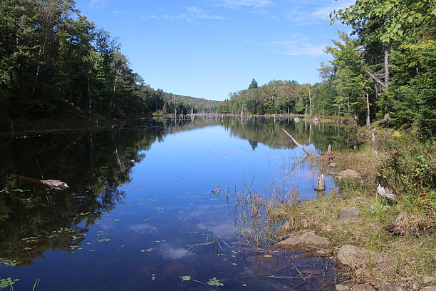 istock Marsh in Orford National Park, Quebec 489871964