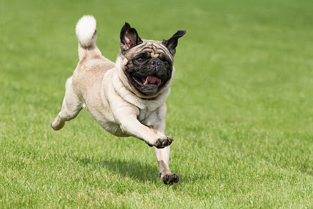 istock Carlin dog is running 489872124